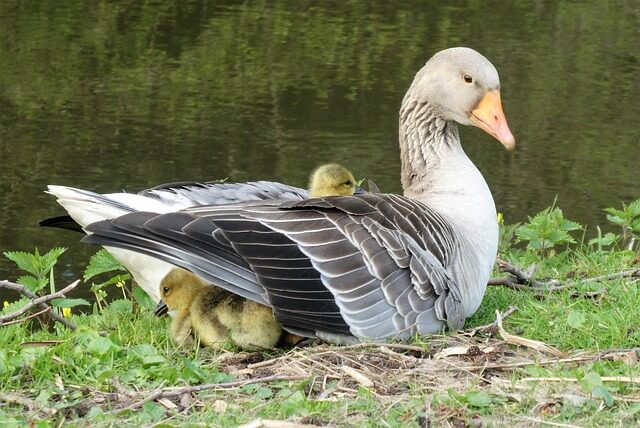 A mother goose hides her babies under her wings
