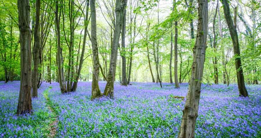 A carpet of lilac bluebells in bright open woodland