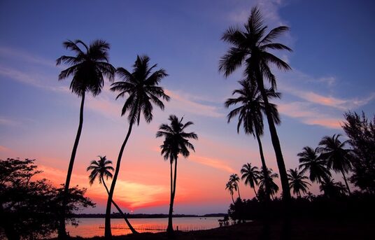 A group of palm trees silhouetted by a purple sunset, with the sea beyond
