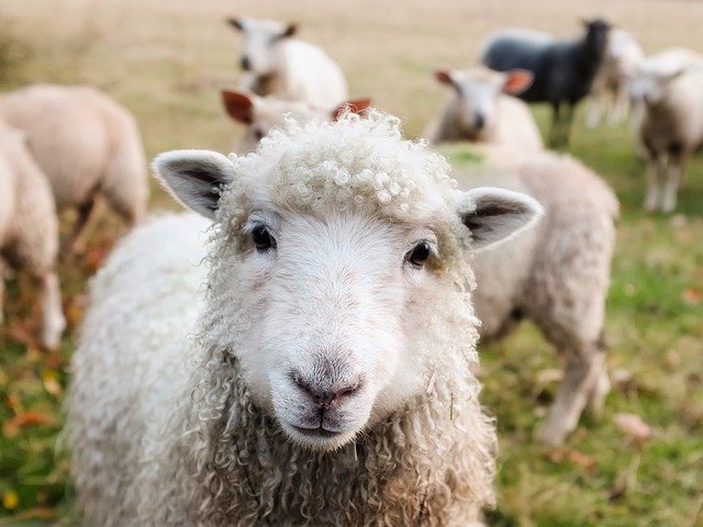 A curious sheep looks at the camera, with more sheep in the background