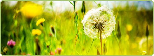 Image link for photos page showing one of Dan Acharya's photos, a colourful field of flowers with a dandelion clock in the foreground