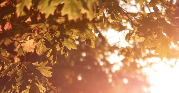 Autumn sunlight shining through the leaves of an oak tree