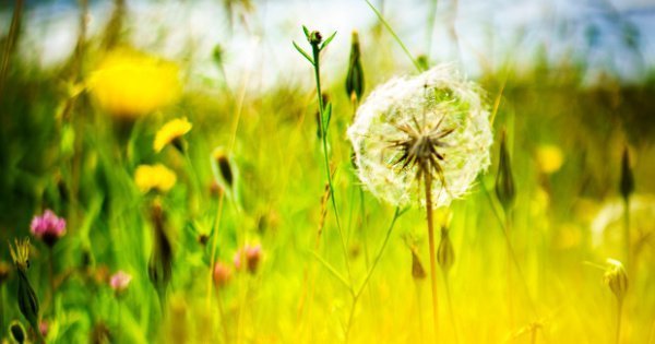 Featured image for photos page showing one of Dan Acharya's photos, a colourful field of flowers with a dandelion clock in the foreground