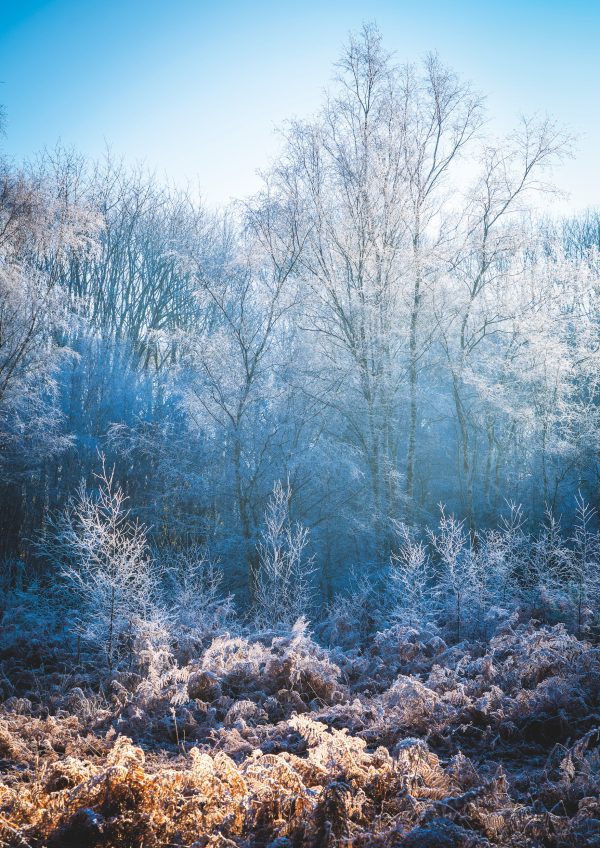 Frosting image - winter trees and frosty ferns in the foreground