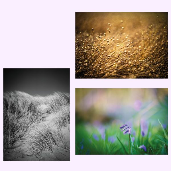 Images showing 3 postcards of flowers and grasses