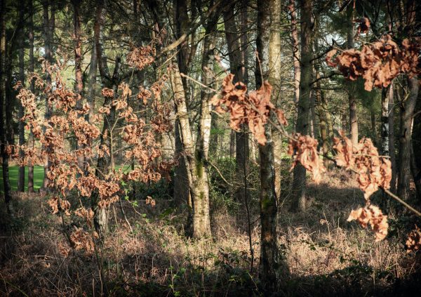 Autumn woodland image