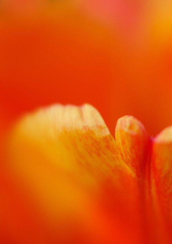 Vibrancy image - bright orange abstract tulip detail