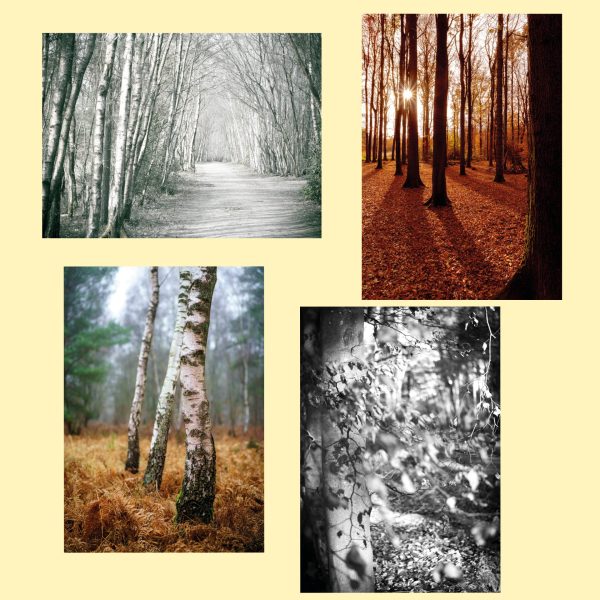 Image showing four postcard designs featuring trees in woodland