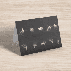Gulls and moods greeting card