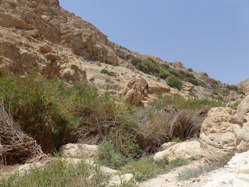 A dry rocky valley in Israel with a few green trees